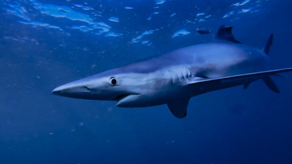 Blue shark in open water