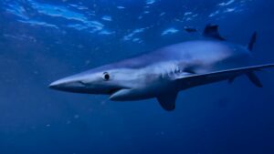 Blue shark in open water