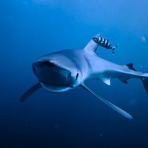 BLUE SHARK DIVES (RARE)