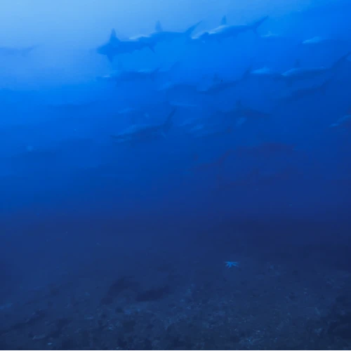 PADI SPECIALTY COURSES - Image 5