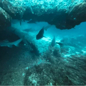 PROTEA BANKS REEF DIVES
