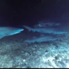 STAY & DIVE - 3 NIGHTS / 6 DIVES