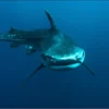 STAY & DIVE - 4 NIGHTS / 8 DIVES