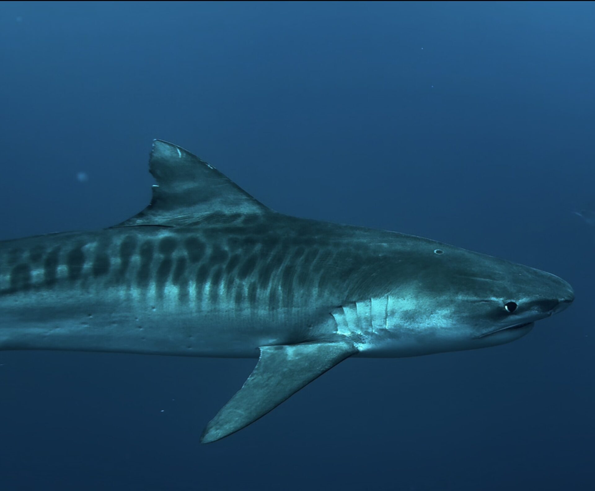 Tiger shark in open water