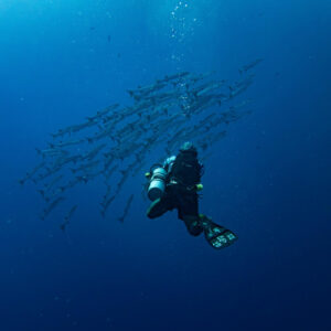 BAITED SHARK DIVES