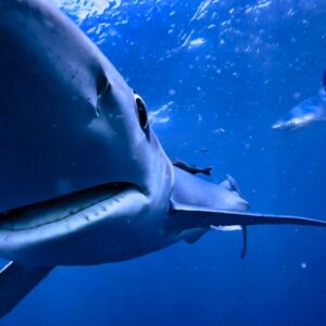 Alternative view of BLUE SHARK DIVES (RARE)