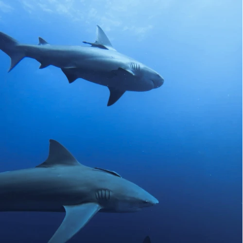 PADI SPECIALTY COURSES - Image 3