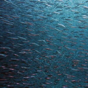 BAITED SHARK DIVES - Image 4