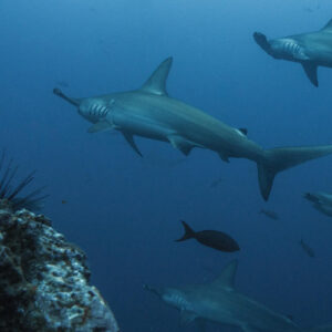 Alternative view of BAITED SHARK DIVES