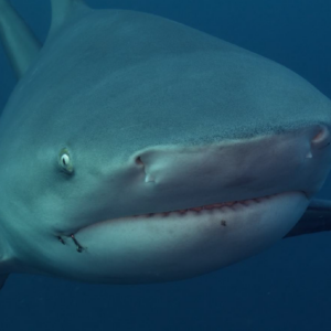 Shark Diving Masterclass 2027