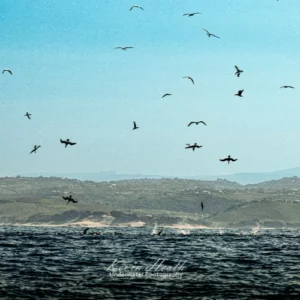 SARDINE RUN DAYTRIP