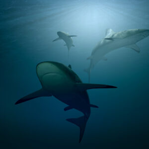 BAITED SHARK DIVES - Image 3