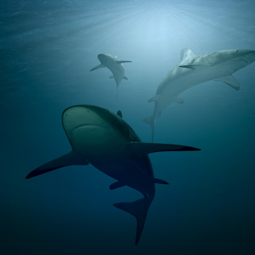 BAITED SHARK DIVES - Image 3